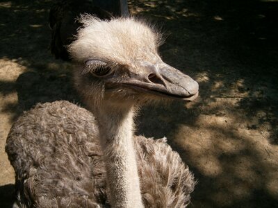 Feather the ostrich eye