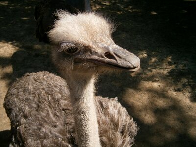 Feather the ostrich eye photo