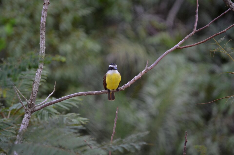 Tropical birds animals tropical bird photo