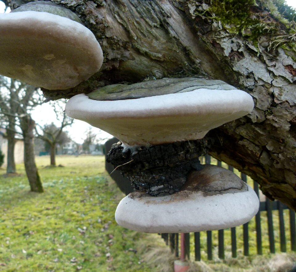 Tree tree fungus wood
