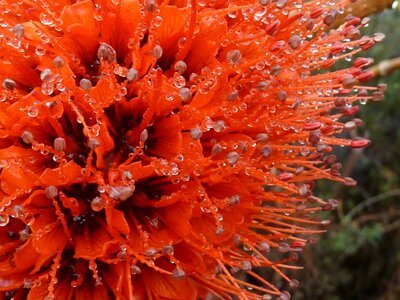 Flora drops