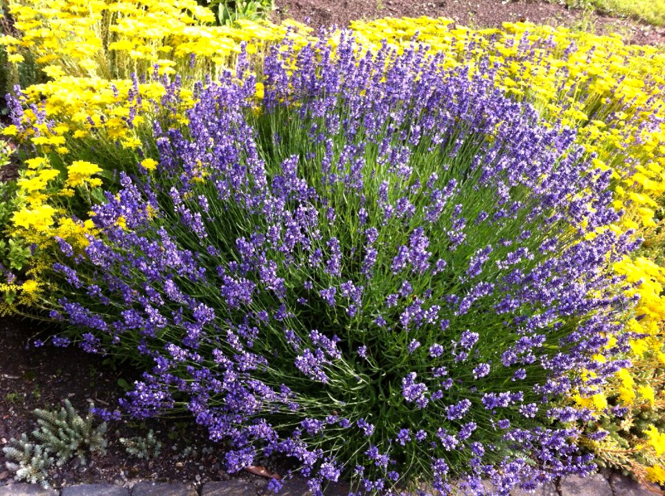 Flowers purple yellow