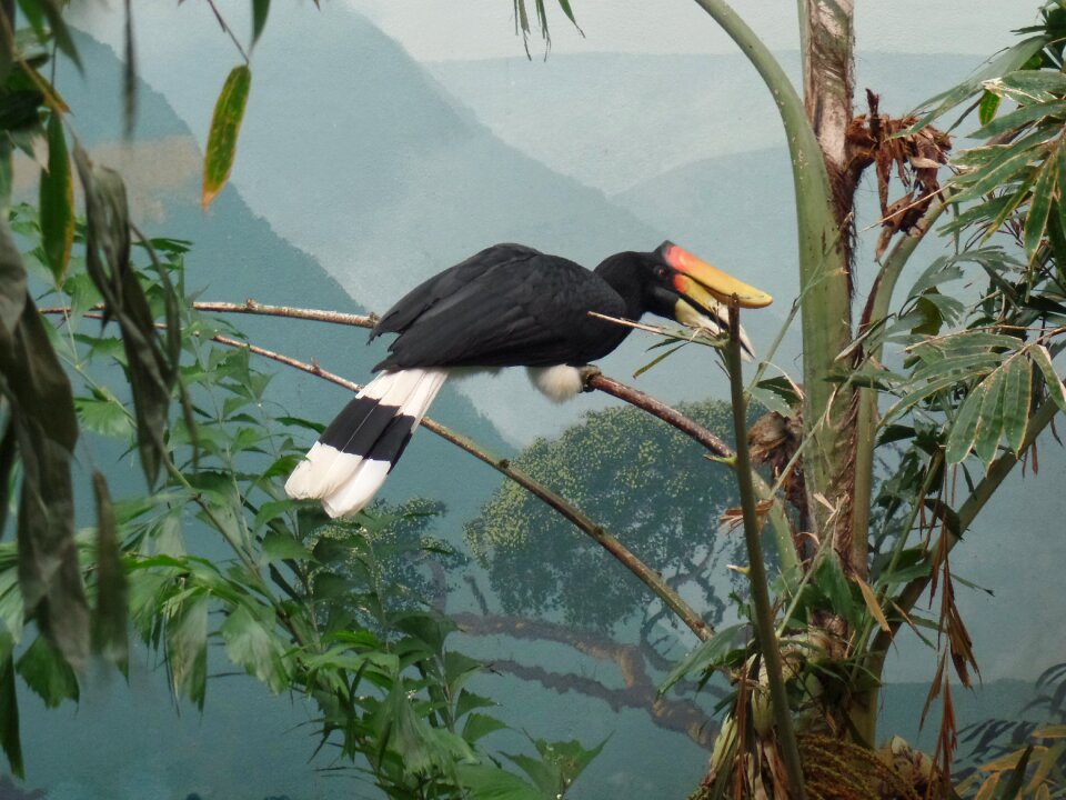 Animal wildlife