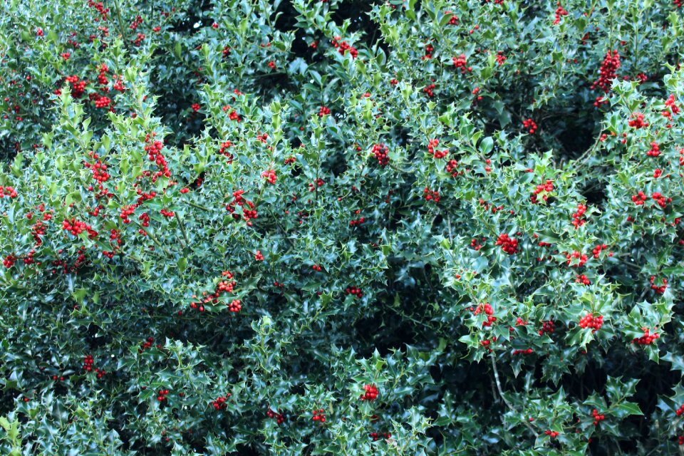 Berries nature
