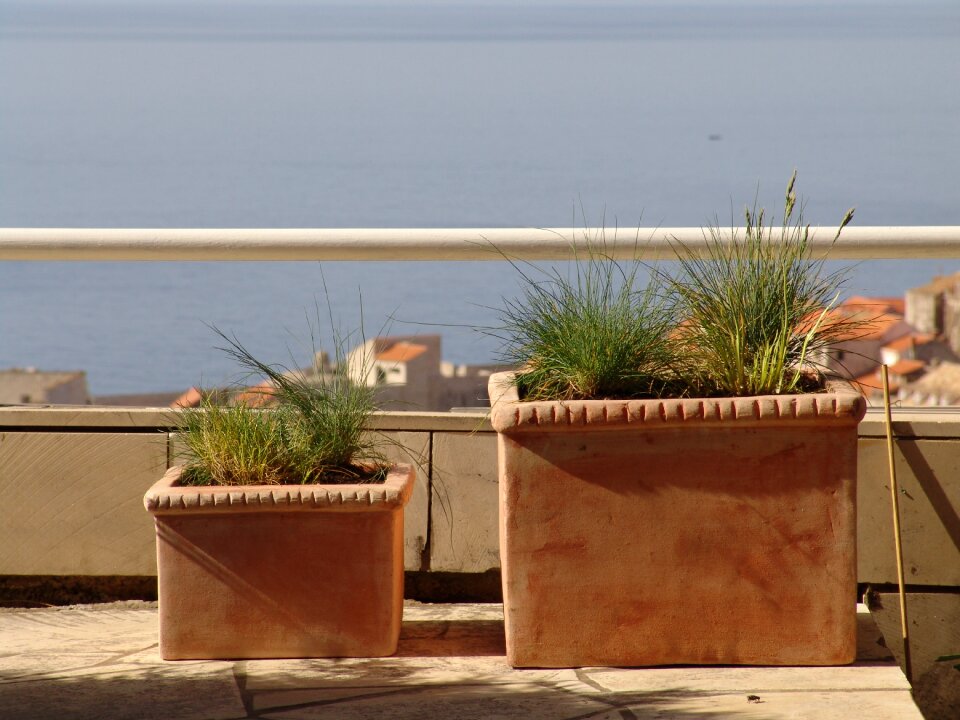 Sea plants garden