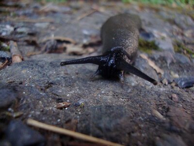 Wild cute mollusk