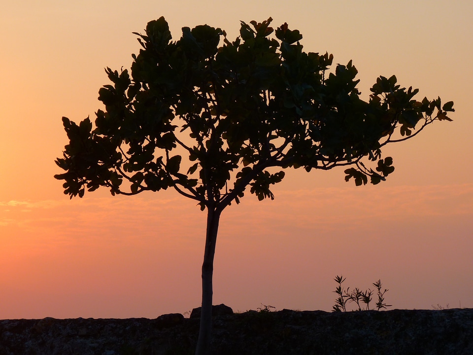 Sun tree romance