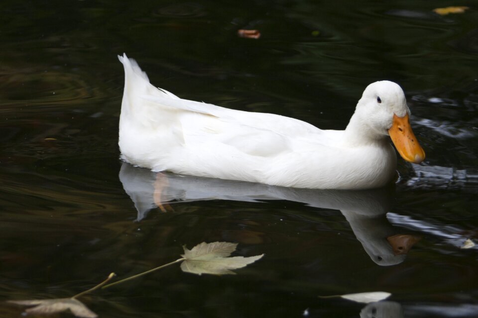 White pond nature