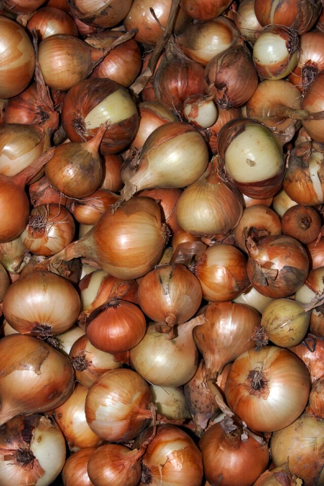 Onion harvest macro