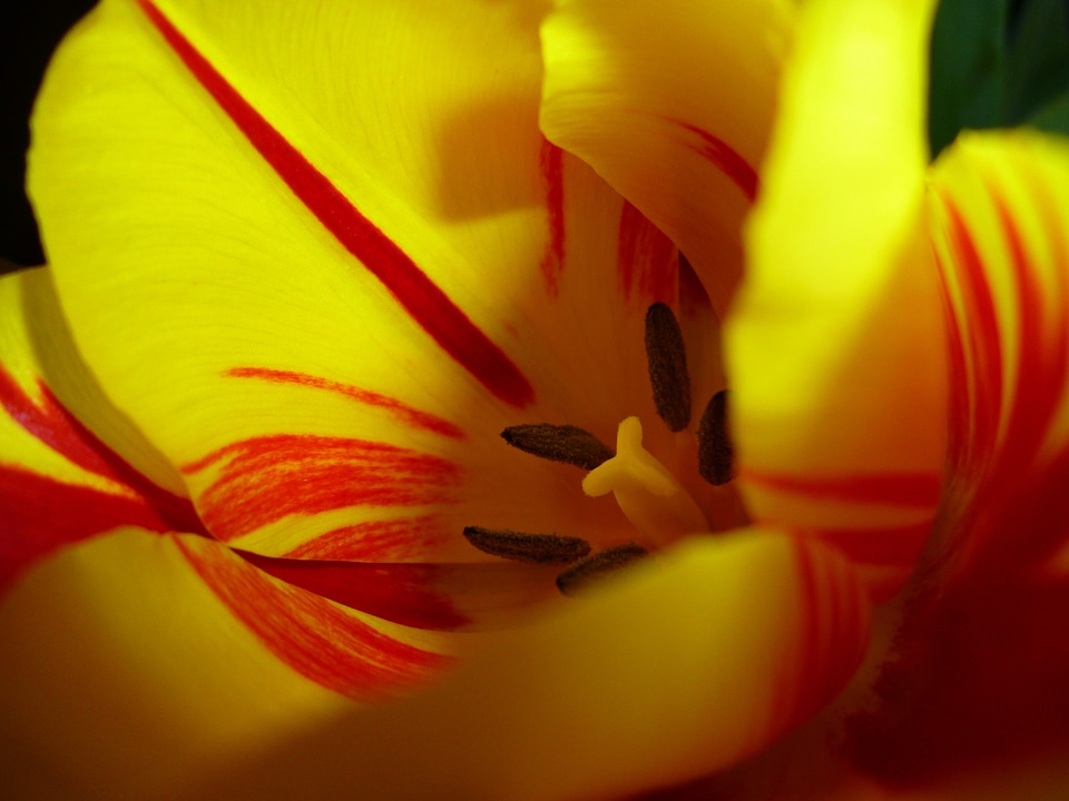 Bloom yellow spring photo