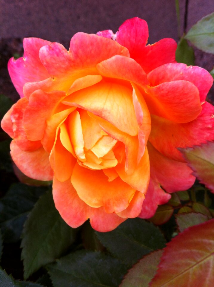 Rose flower rose bloom
