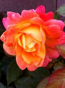 Rose flower rose bloom
