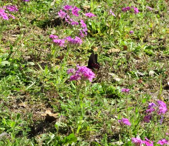 Insect floral natural photo