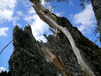 Tree stump nature wood photo