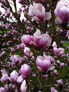 Magnolia pink flowers photo