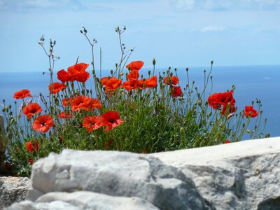 Landscape summer
