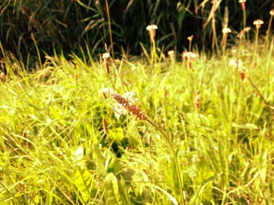 Bloom plantago lanceolata wild flora photo