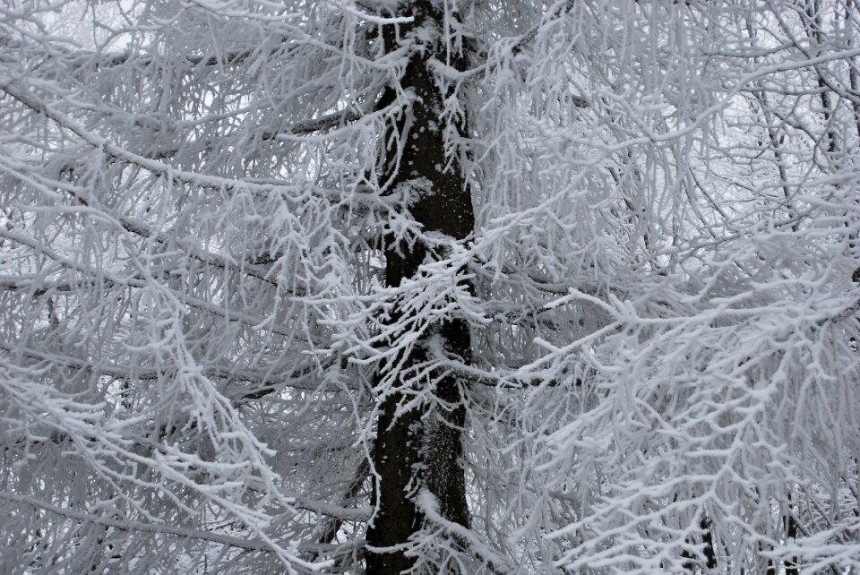Tree biel winter in the mountains