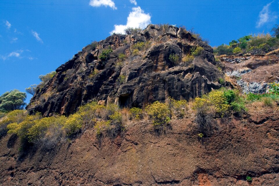 Madeira rock wegetation