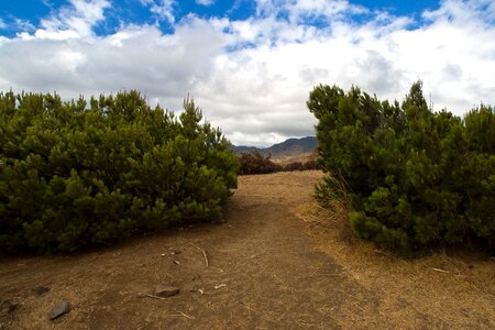 Madeira pine forest