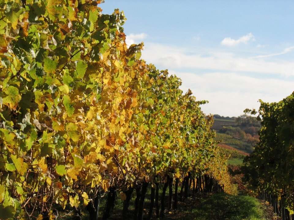 Winegrowing wine growing area plant