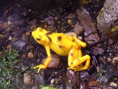 Nature animal poisonous