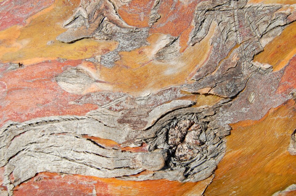 Trunk forest texture
