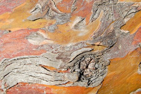 Trunk forest texture