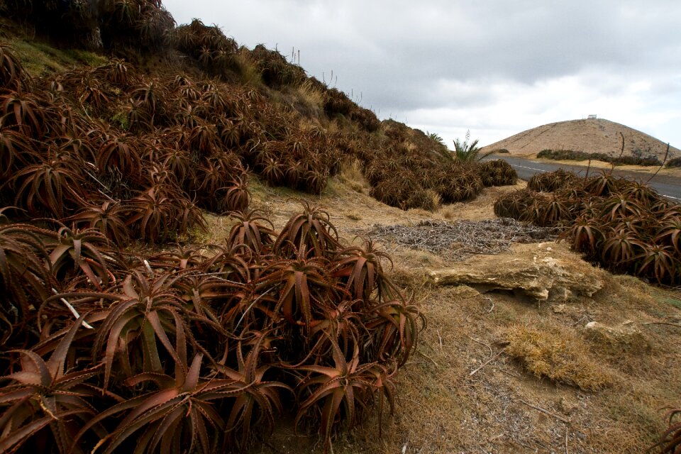 Agave rock landscape