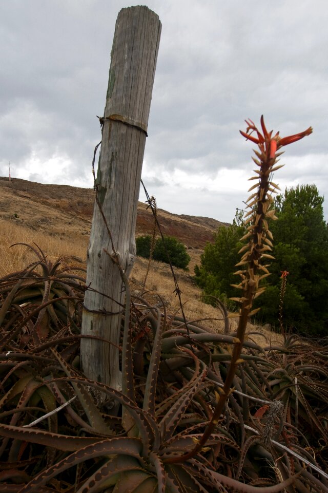 Madeira agave nature