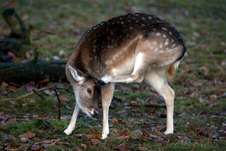 Forest nature hirsch