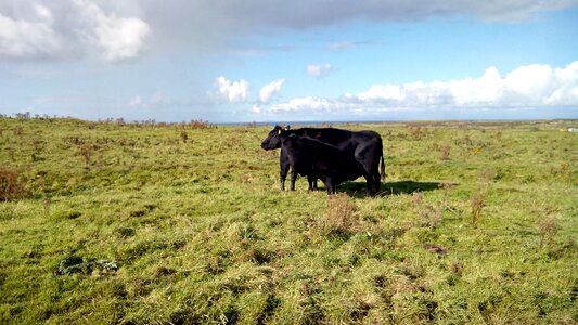Cow field