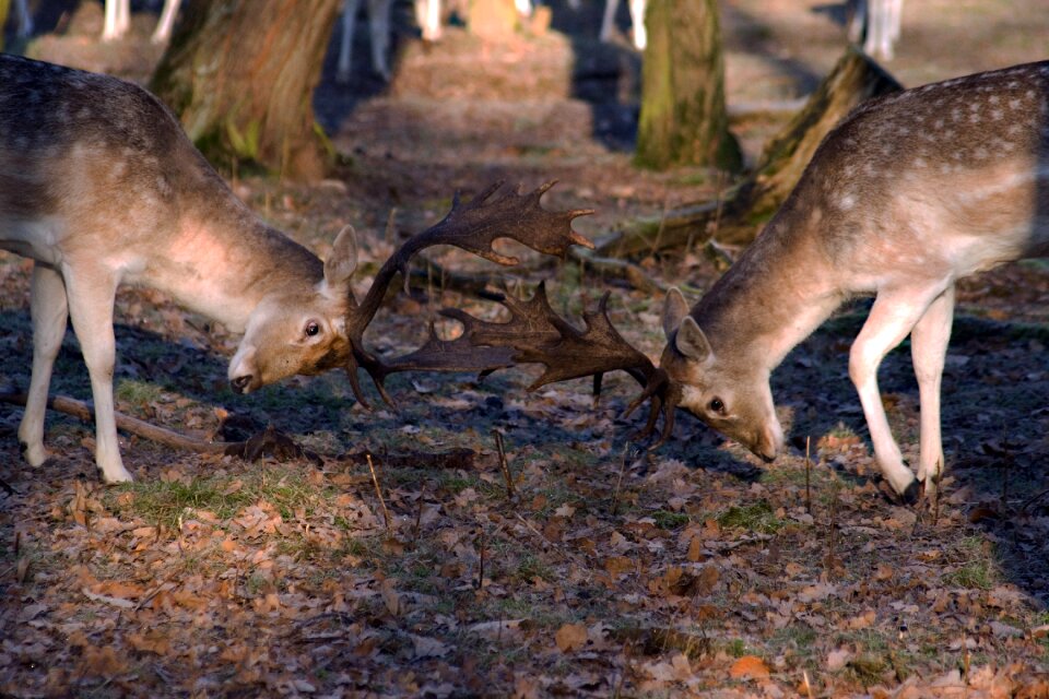 Fallow deer forest nature