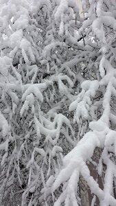 Bucharest winter trees