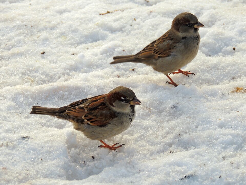 Winter snow nature photo