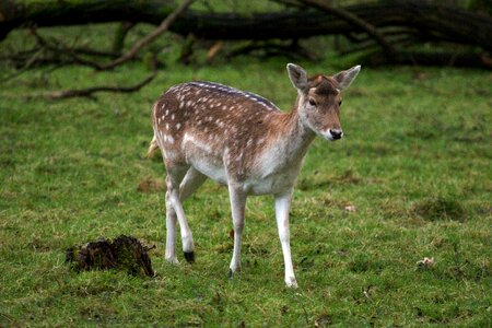 Hirsch fallow deer forest