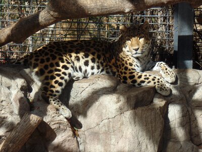 Leopard feline photo