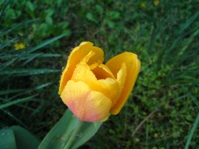 Yellow flower raindrops spring photo