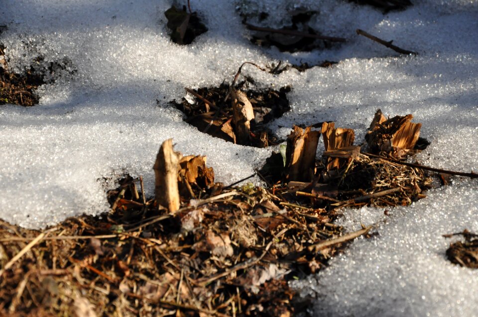Snow fleece plants