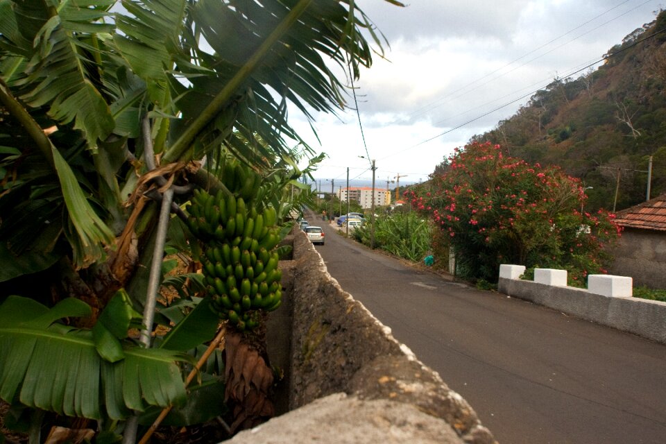 Banana shrub road summer