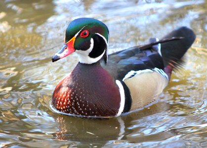 Wildlife pond male photo