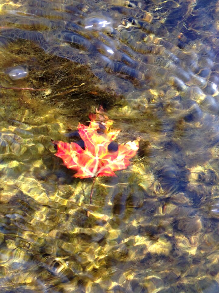 Leaf foliage fall photo