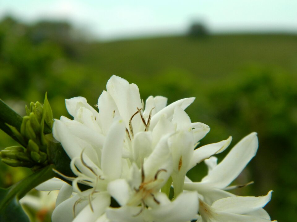 Blooming flowers of the field flor de café