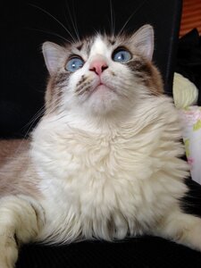 Cute feline pet