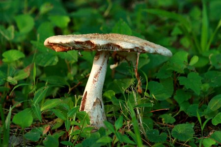 Mushroom natural brown photo