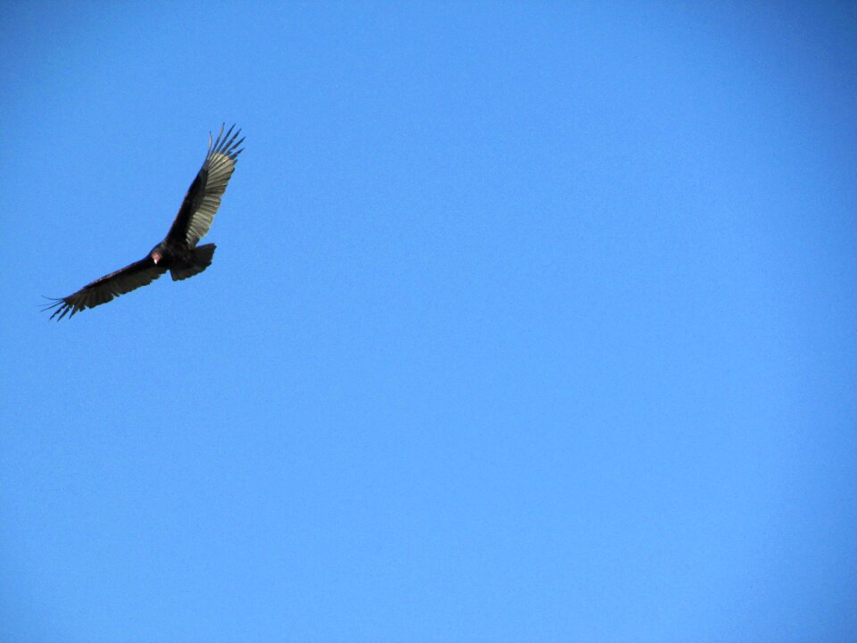 Nature wildlife wild