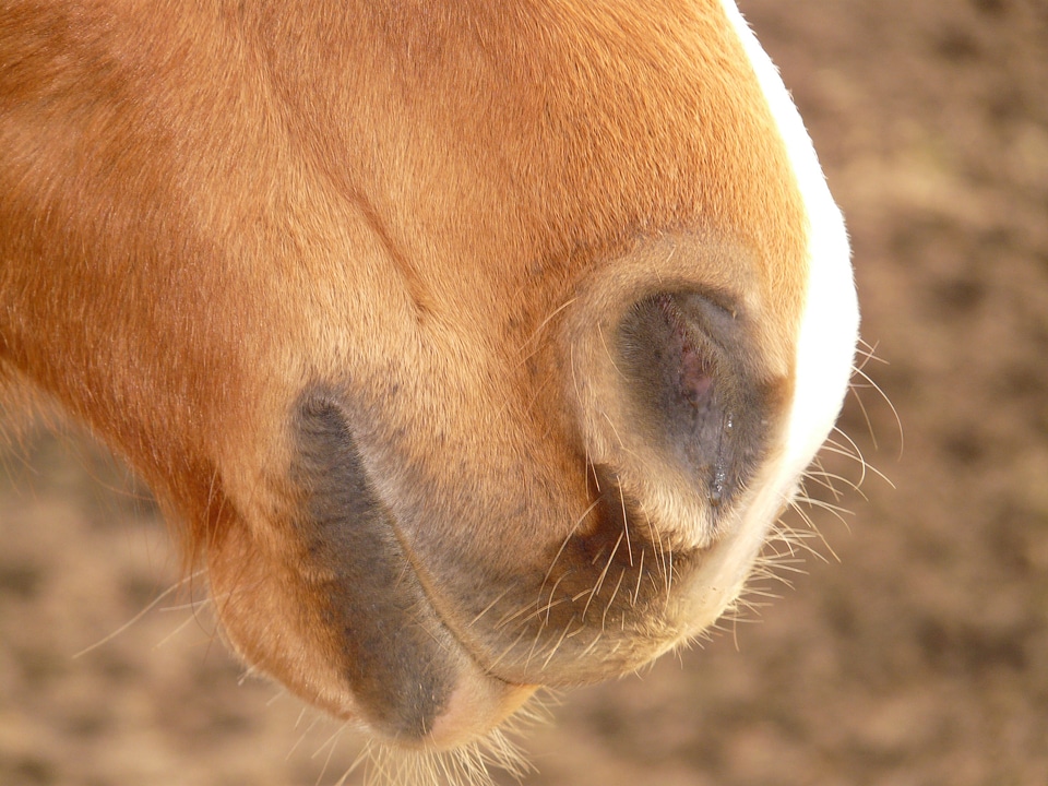 Mouth animal creature photo