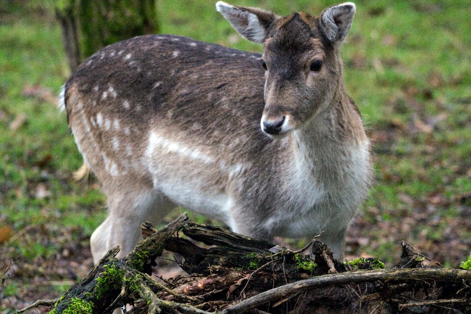 Fallow deer hirsch forest