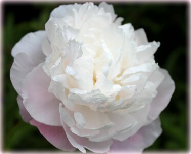 Nature elegance white