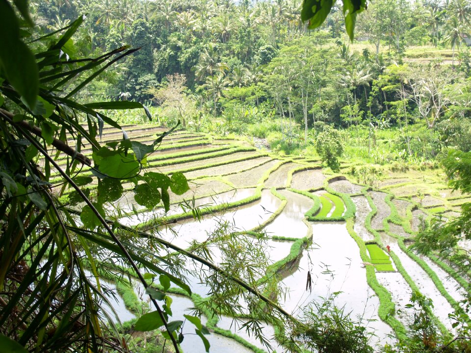 Irrigation water rainforest